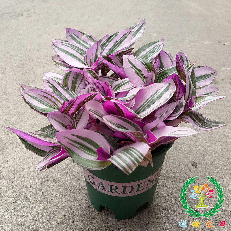 油画婚礼吊兰胭脂多肉植物红色观叶紫露兰净化空气多肉植物