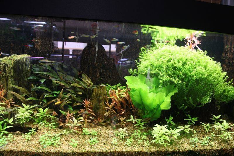 鱼缸底砂造景装饰石头河沙子天然底沙海雨花石鹅卵石造景