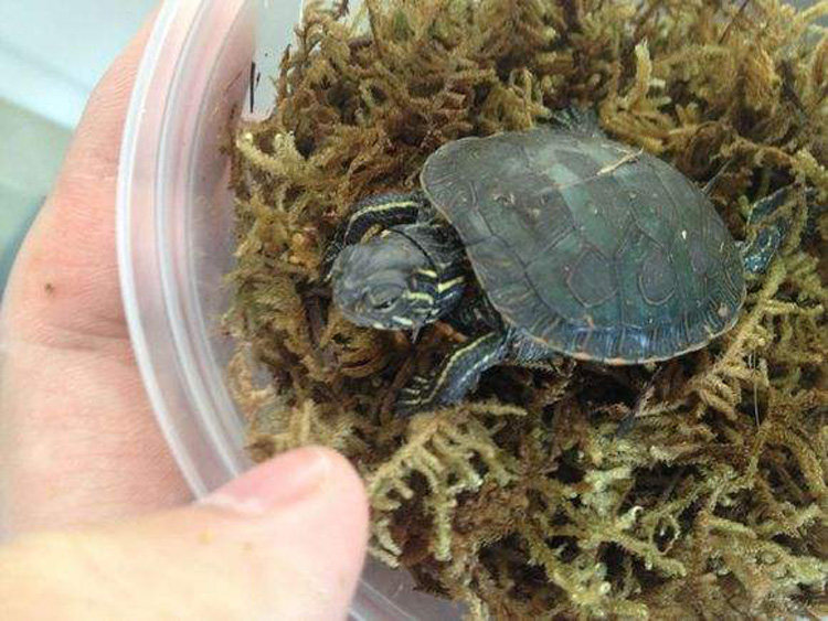 外塘西锦龟活东锦西部龟苗玩具宠物深水观赏龟