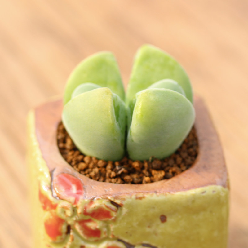 无比玉 (7年开花母株) 肉锥多肉植物多沫生石花屁股花番杏石头花