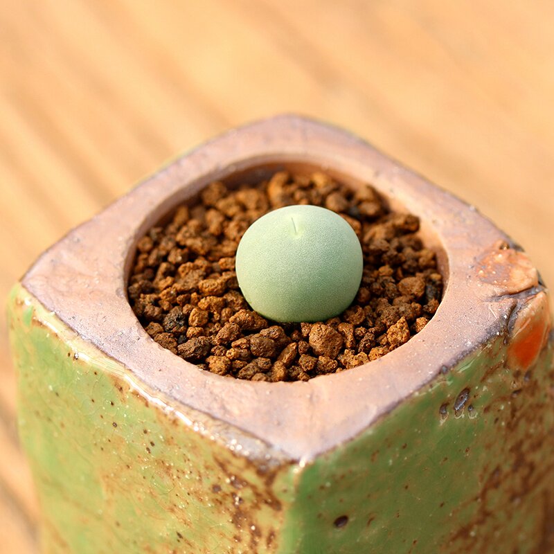 鸽子蛋5年开花母本多肉植物番杏科多沫园艺办公多肉植物