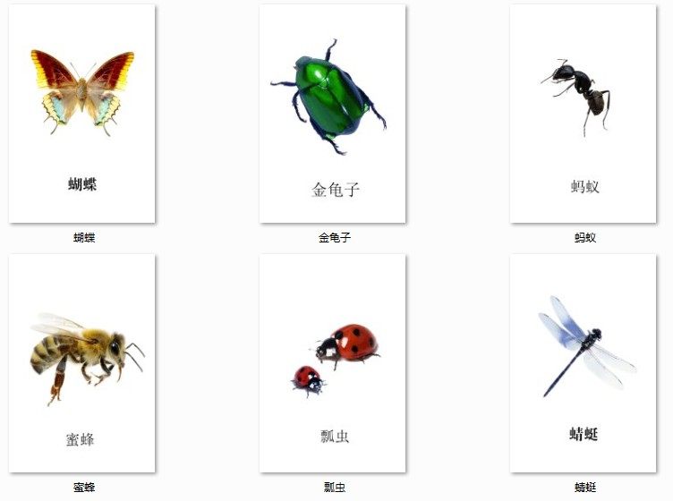 幼儿园教师教学教具卡片常见昆虫认知卡认识昆虫卡片大卡