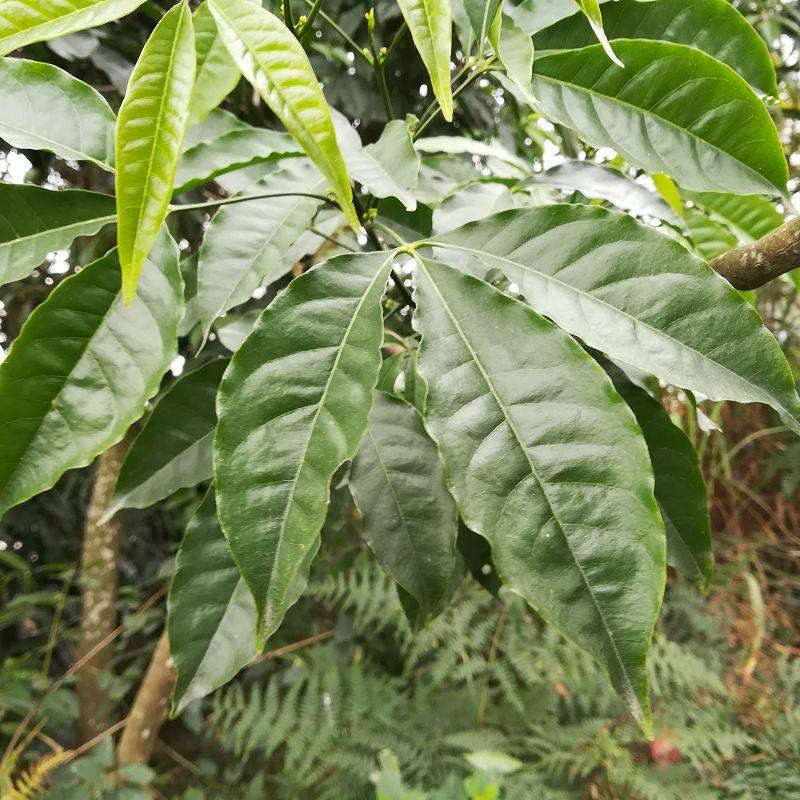 三叉苦叶三桠苦粉三丫三岔叶深山中草药药材其他药食同源食品