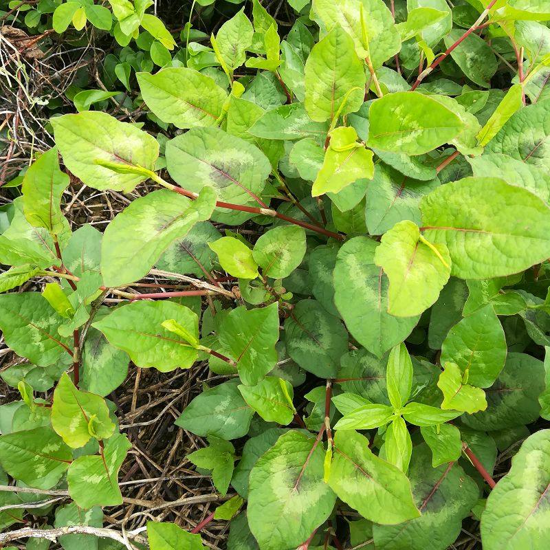 蒲公英带根茶草药500g整颗干婆婆丁叶子蒲公英花茶新鲜火炭母中草药
