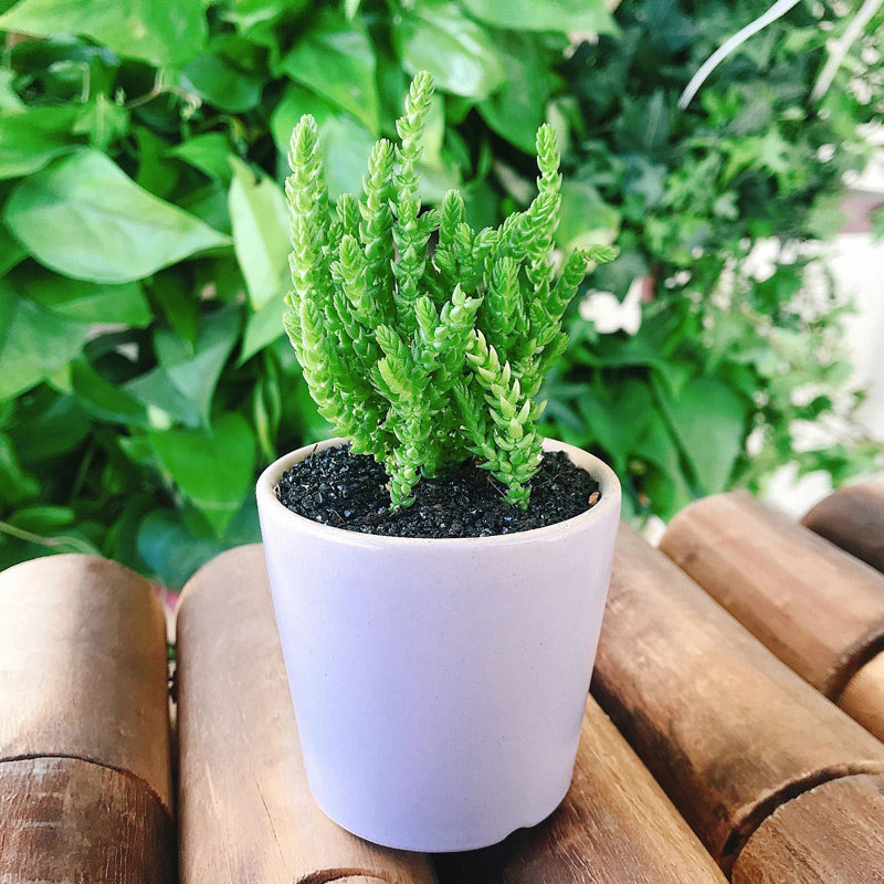 多肉18元包邮植物景天若绿桌面盆栽净化空气防辐射多肉植物