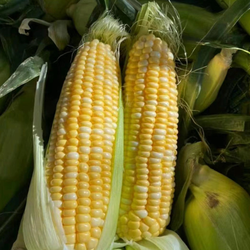 金银水果玉米5斤甜嫩爆浆每天新鲜采摘优质新鲜玉米