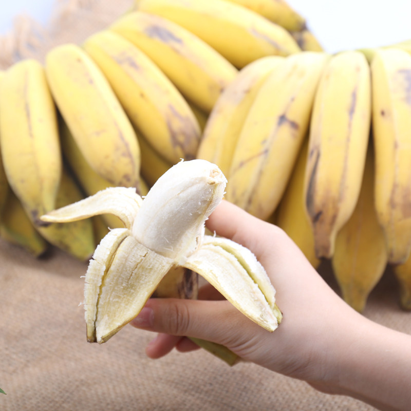 广西粉蕉新鲜水果香蕉banana西贡焦非小米米蕉香蕉