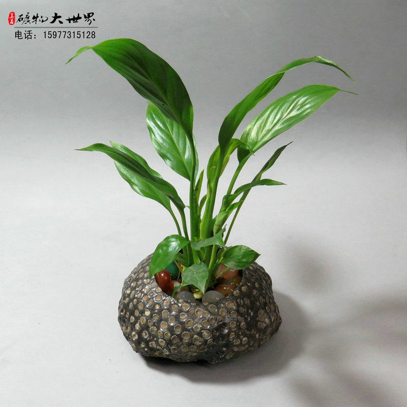珊瑚虫化石烟灰缸笔洗砚台文房四宝盆栽原石奇石家居摆件