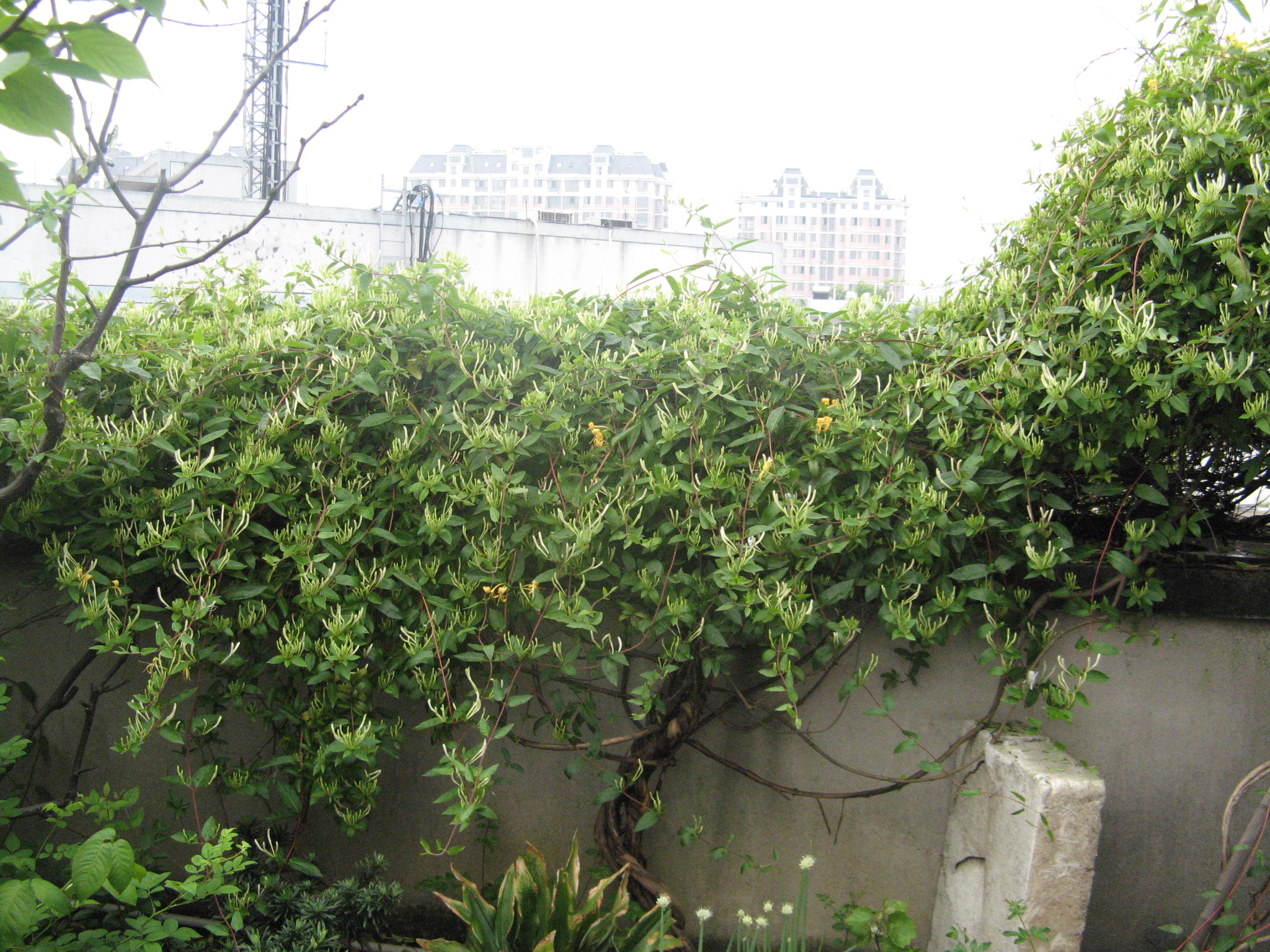 山东老王爬藤植物金银花树苗食用攀爬四季常青种子鸳鸯藤盆栽带