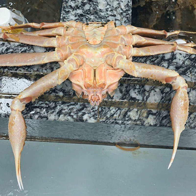 鲜活松叶蟹长脚蟹特超大板雪鳕海蟹10斤帝王蟹皇帝龙虾蜘蛛大螃蟹