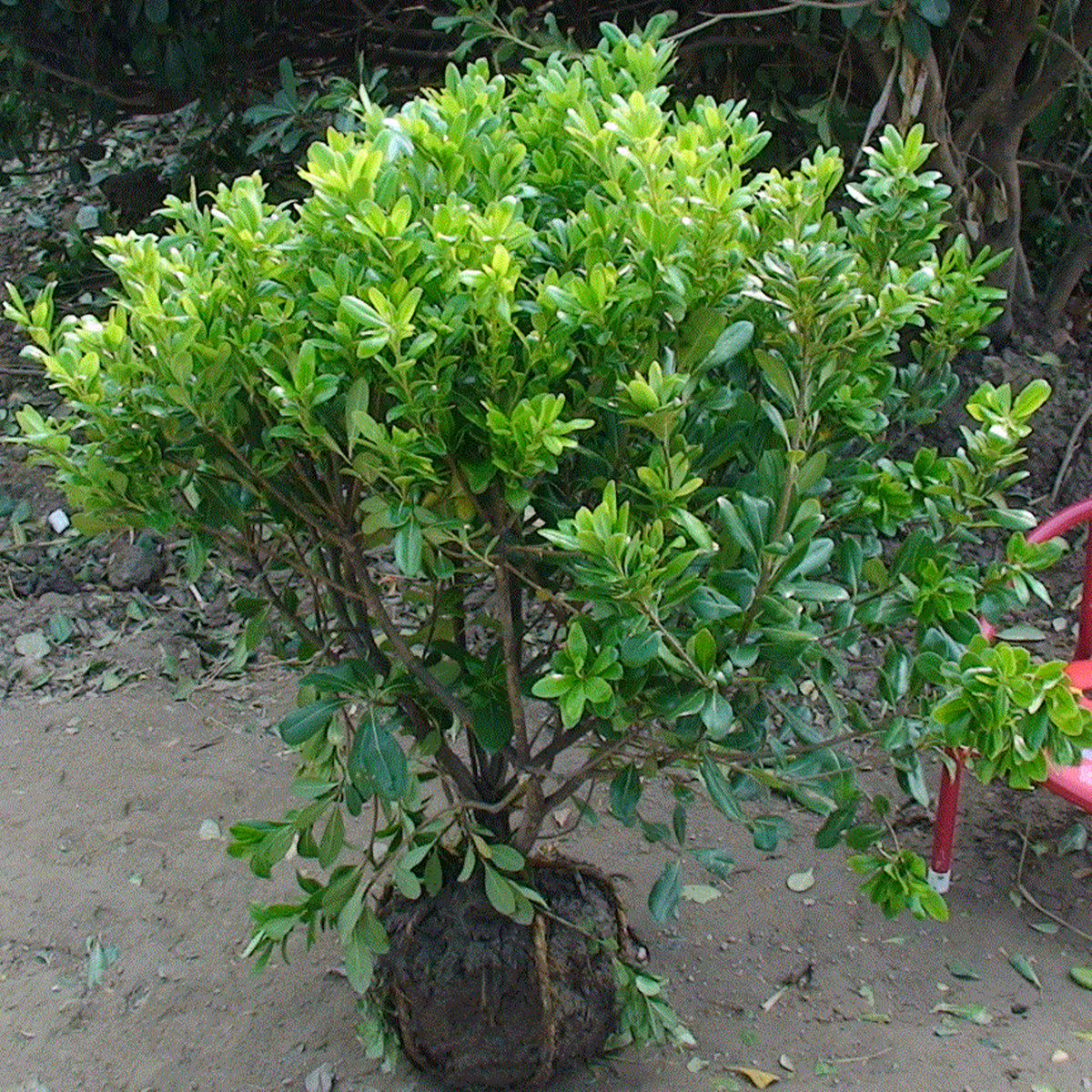 海桐花苗工程绿化带绿篱苗球耐寒常青叶花卉苗木观叶