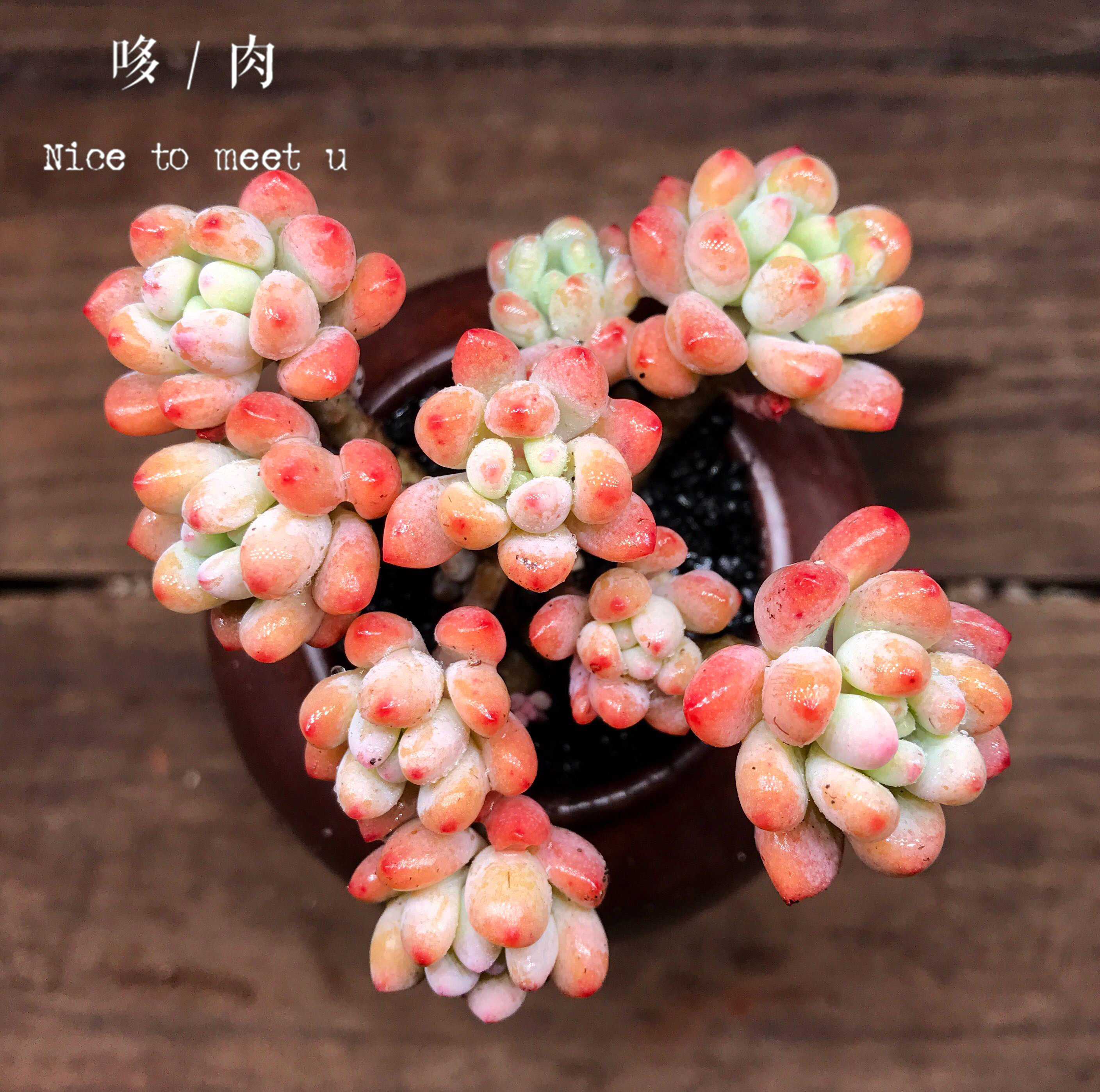 绿豆多肉 多肉植物一物一拍 老庄群生整满状态 云南昆明神琦哆肉