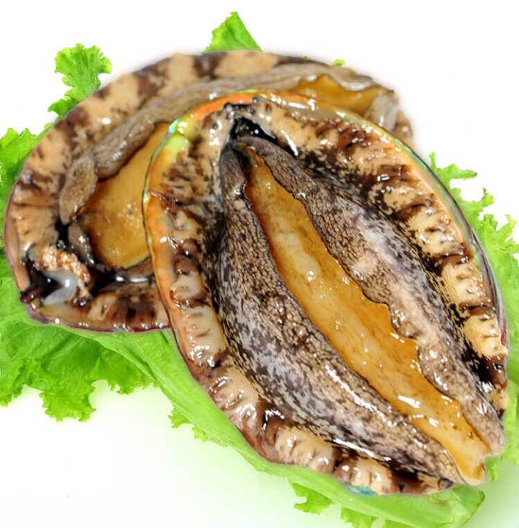 鲍鱼鲜活大个特大新鲜黑金金大10头活体500g鲍鱼