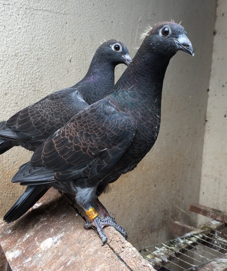 国血李鸟汪系吴淞血统成绩超长长距离远程赛鸽鸟