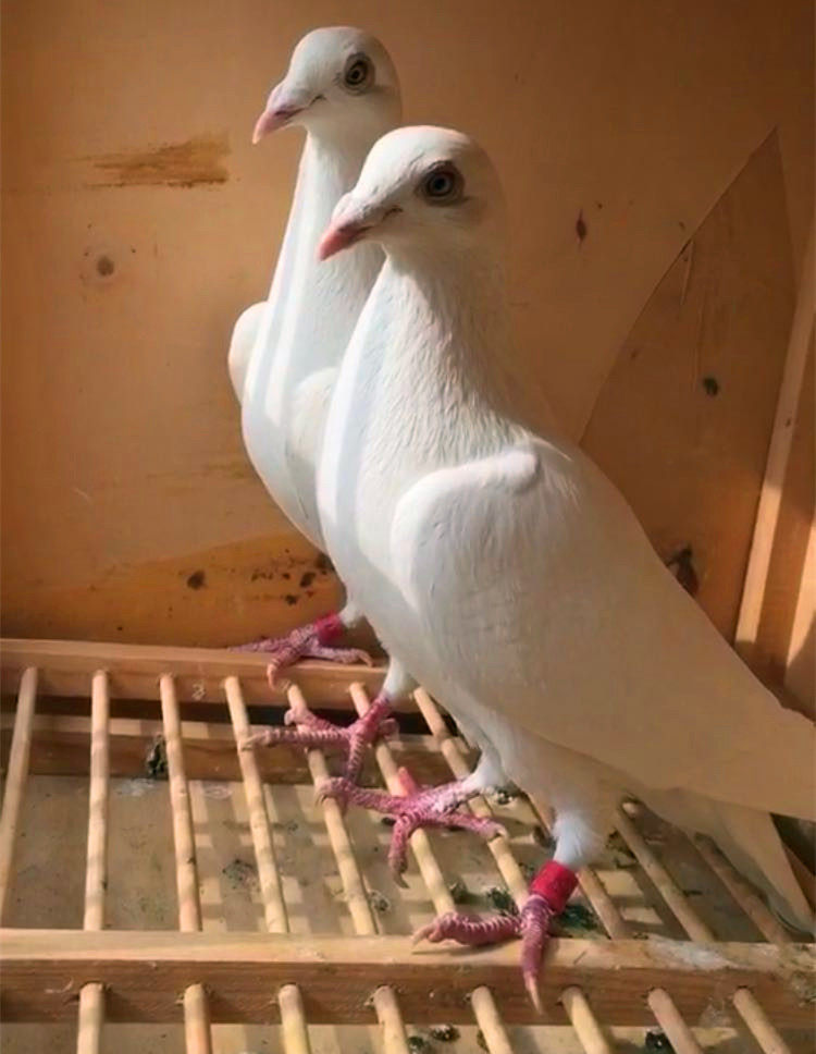 血统赛鸽纯白原配信鸽白色白血统幼鸽村松尼尔鸟