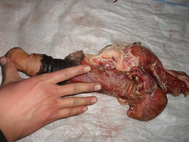 35斤驴鞭包山东特产正宗新鲜驴鞭带蛋睾丸鲜驴其它生肉制品