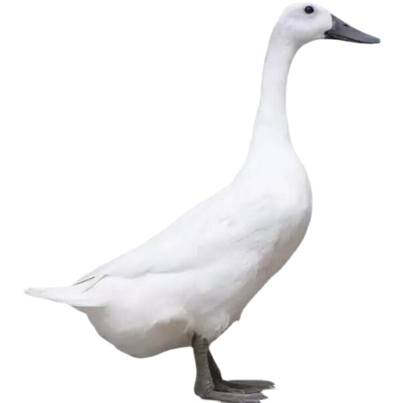 正宗连城白鹜鸭农家河道田间放养白鹭鸭活鸭现鸭肉