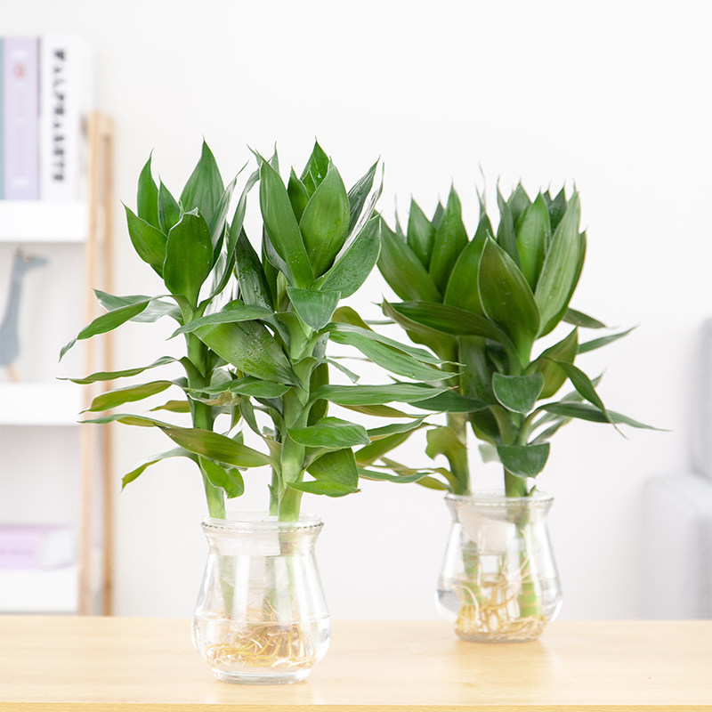 观音竹水培植物盆栽绿植花卉室内花客厅水养富贵竹大叶节节高
