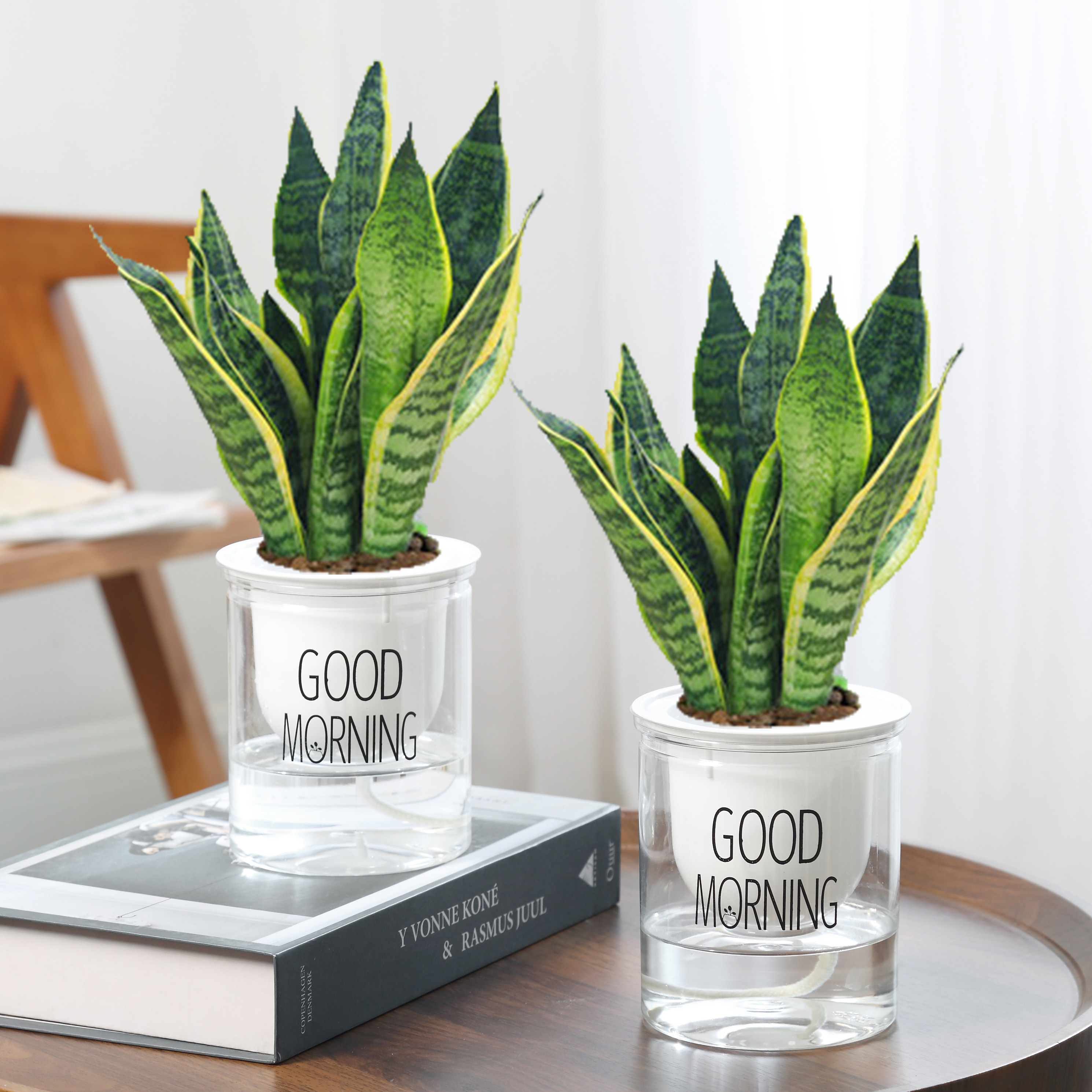 金边办公兰好虎尾常青四季室内办公室绿植虎皮绿植