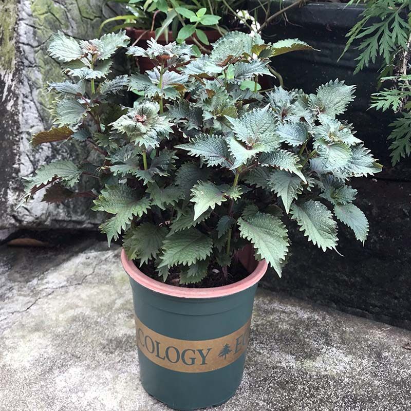 紫苏盆栽食用香草草绿色花草植物室内阳台四季绿植