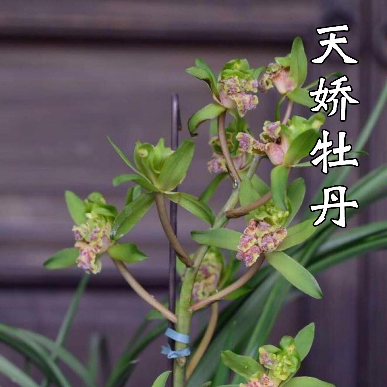 兰花苗天骄牡丹蕙兰浓香室内客厅办公室盆栽花卉绿植好养植物易花