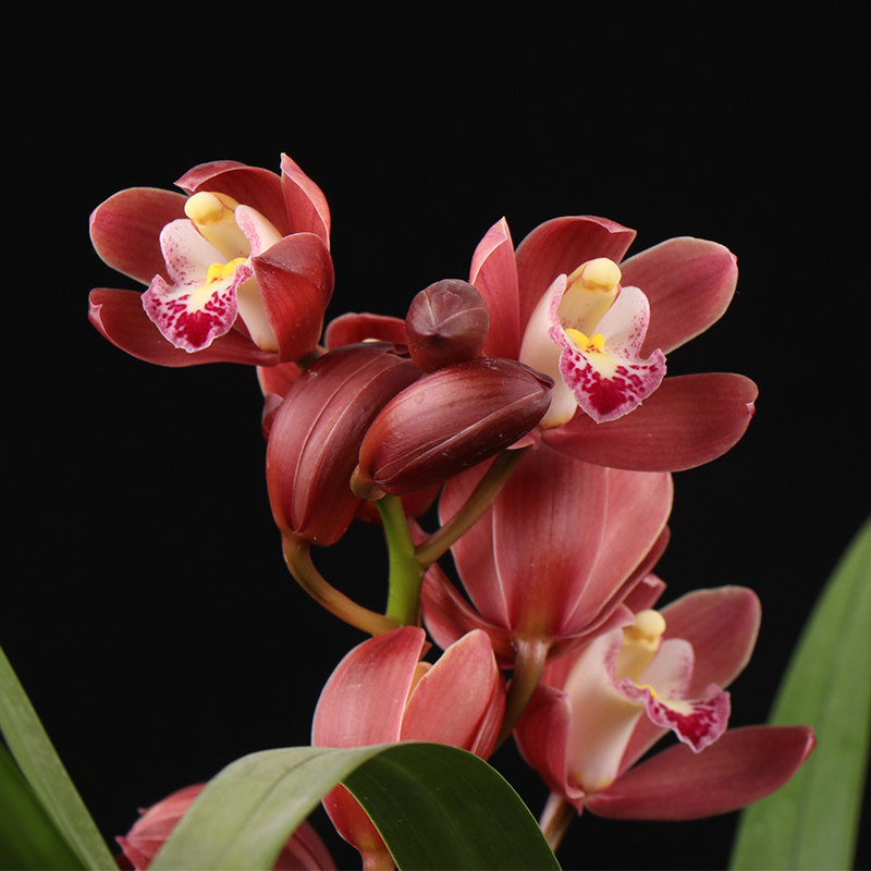 兰花红宝石四季建兰室内客厅办公室盆栽绿植花卉时令草本花卉