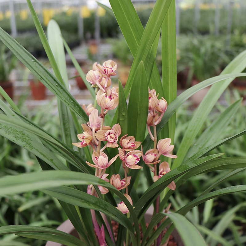 高宅兰花苗七彩玲珑建兰荷瓣荷之恋出售有香味的兰花苗卉盆栽花卉