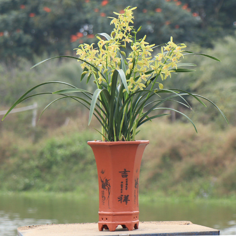 好养高宅兰花苗建兰四季小美人室内盆栽花卉绿植花卉