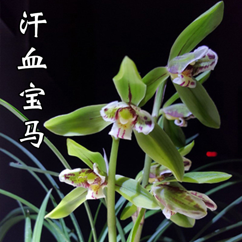 兰花室内盆栽花卉绿植植物莲瓣汗血宝马花苗养花时令草本花卉