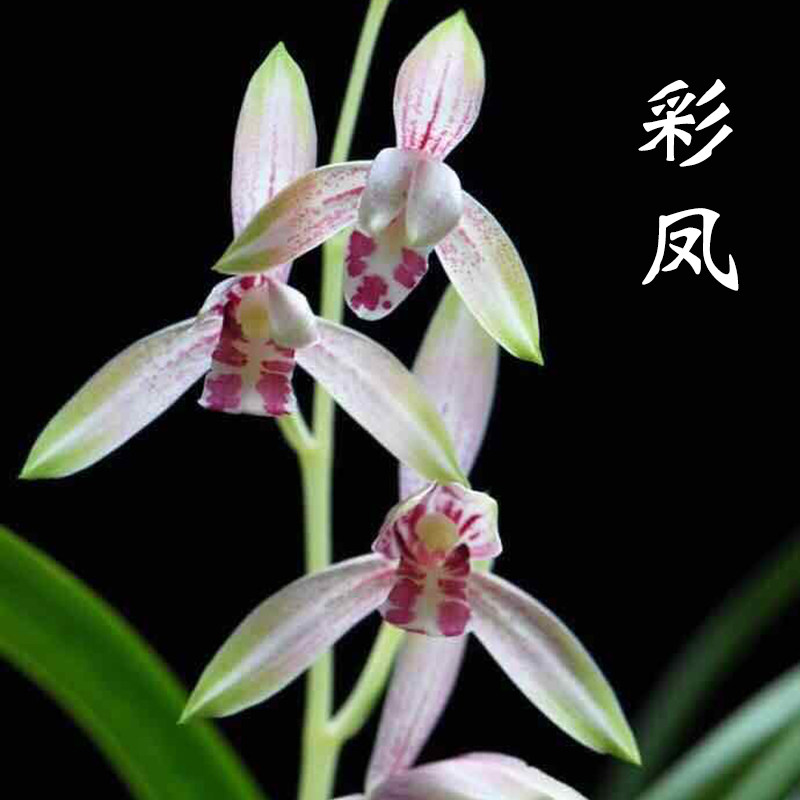 花卉兰花彩凤建兰四季浓香室内外阳台客厅盆栽时令草本花卉