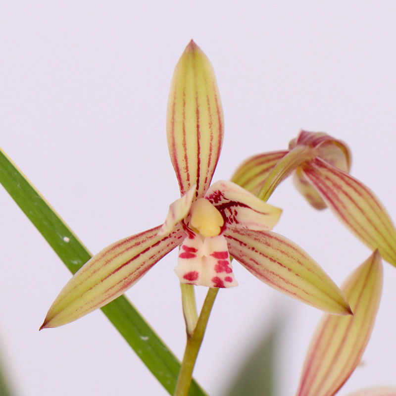 兰花黄金彩虹四季兰建兰室室内外客厅盆栽绿植时令草本花卉