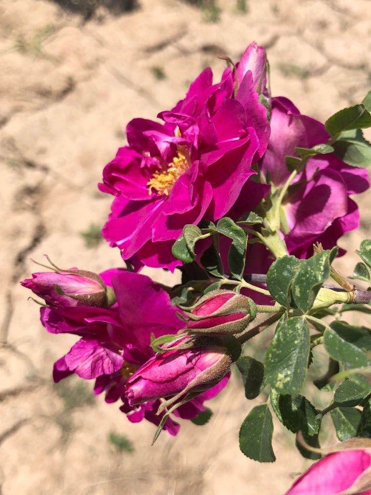 中国苦水玫瑰精油单方正品奥图面部全身按摩单方精油