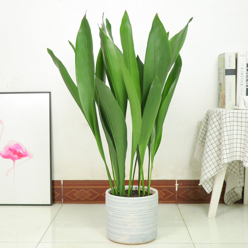一叶兰绿植四季甲醛净化空气耐寒盆栽叶绿植大叶观客厅绿植