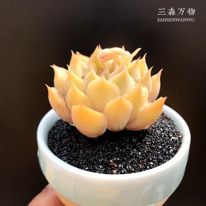 多肉冰雪女王果冻一物一拍大棚直供植物绿植多肉植物