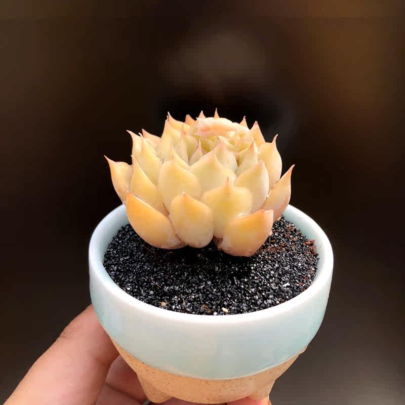 多肉冰雪女王果冻一物一拍大棚直供植物绿植多肉植物