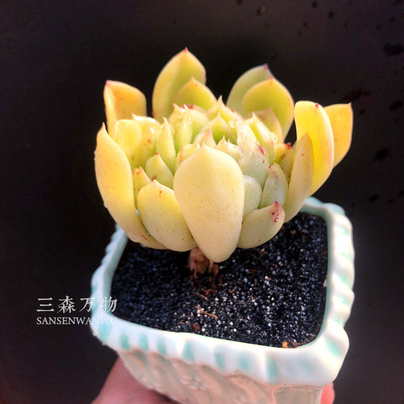 新品冰橙icedorange进口多肉植物绿植盆栽组合多肉植物