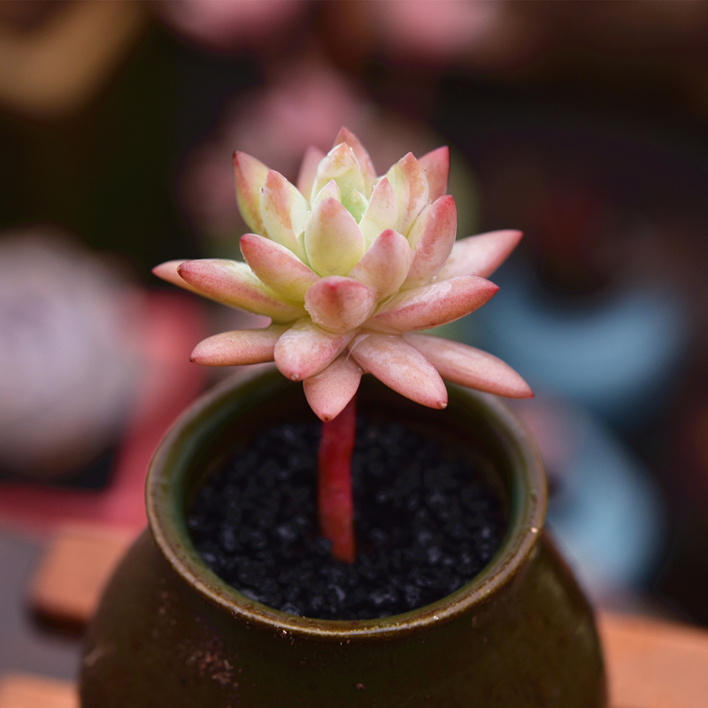 本店新品日系粉树冰老桩三森万物大棚直供多肉多肉植物