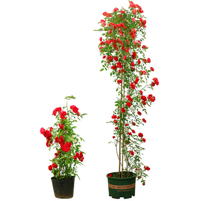 木香花苗爬藤植物庭院蔷薇开花特大花四季浓香红色甜蜜红木香花苗