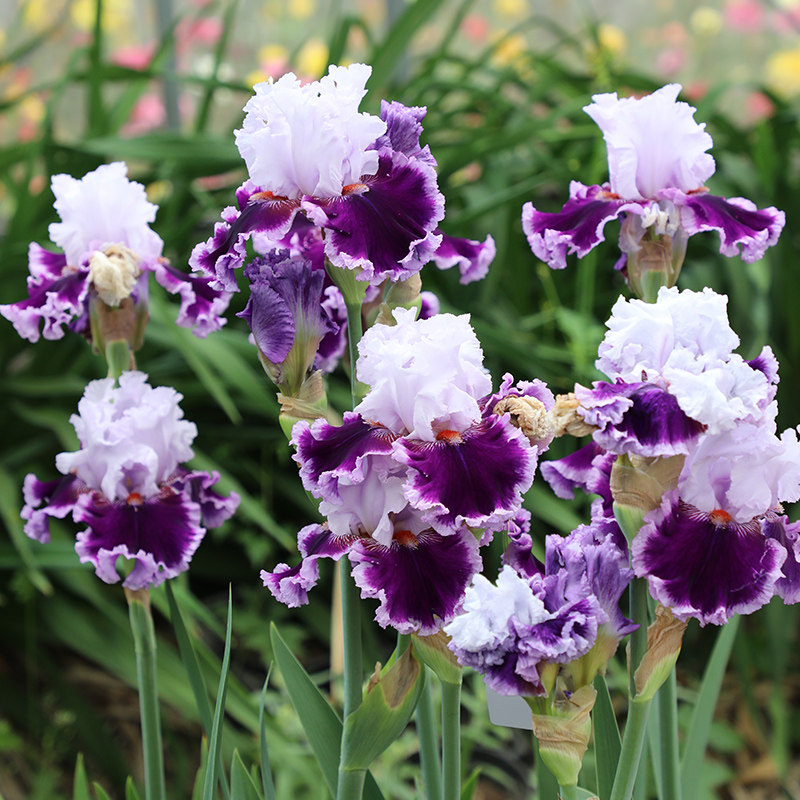 天狼月季德国鸢尾球根庭院户外露台盆栽地栽种球