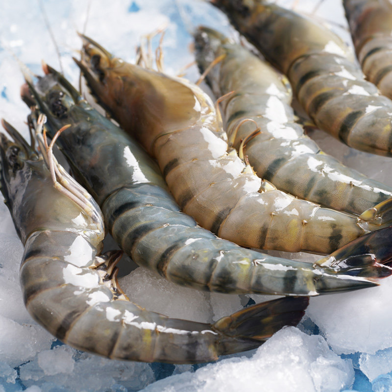 虎虾新鲜大虾800g海鲜鲜活大斑节对虾水产深海冻虾