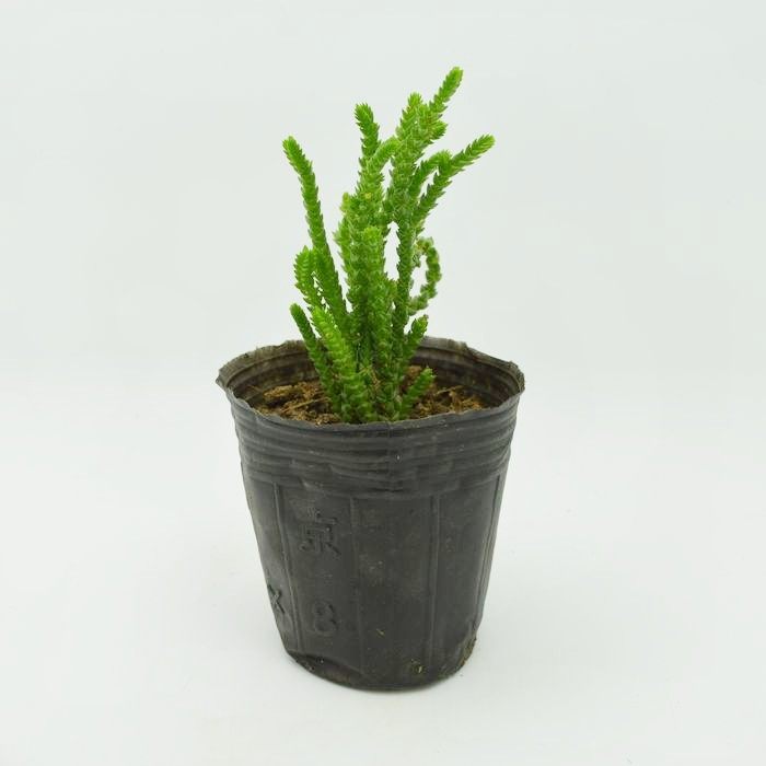 多肉植物若绿桌面盆栽花卉绿色植物绿植盆景净化空气多肉植物