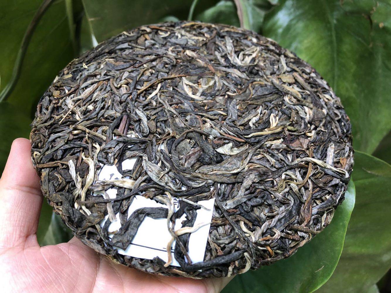 2019200克一扇曼撒生茶易武普洱茶春林茶香春茶普洱