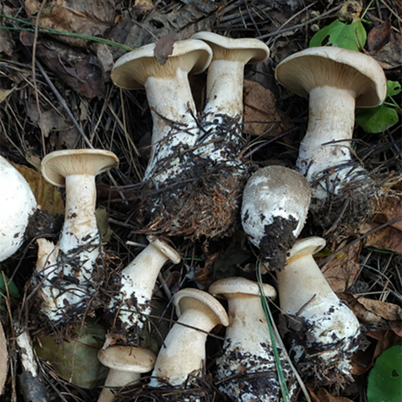山西特产忻州宁武芦芽山银盘蘑菇野生五台山台蘑香菇类