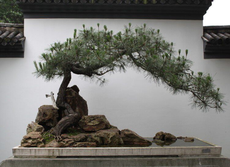 雪松南北方庭院耐寒绿化黑松小苗树苗圣诞观赏行道树