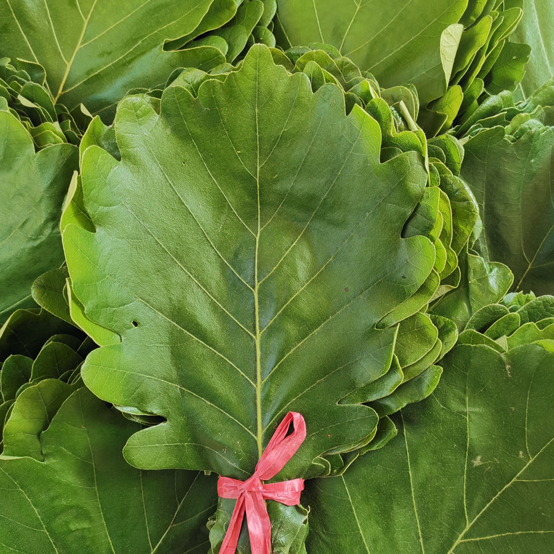伯乐子叶粽子叶饼包叶桲椤菠萝新鲜柞树叶伯乐玻璃树叶
