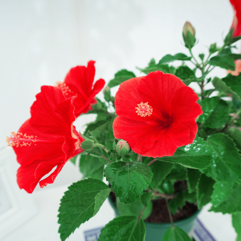 盆栽花卉扶桑花盆大红花朱槿阳台庭院当季花卉