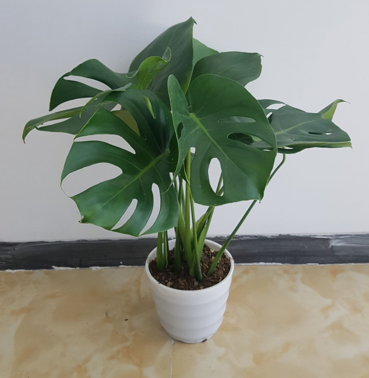 龟背竹 水培水养植物盆栽大型绿植花卉室内除净化空气客厅吸甲醛