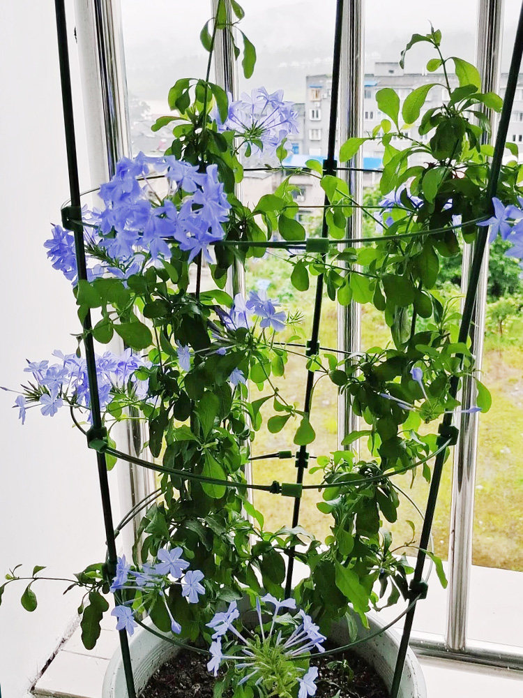 支架爬藤蓝雪花藤架山乌龟蔷薇花架阳台室外铁线莲花架