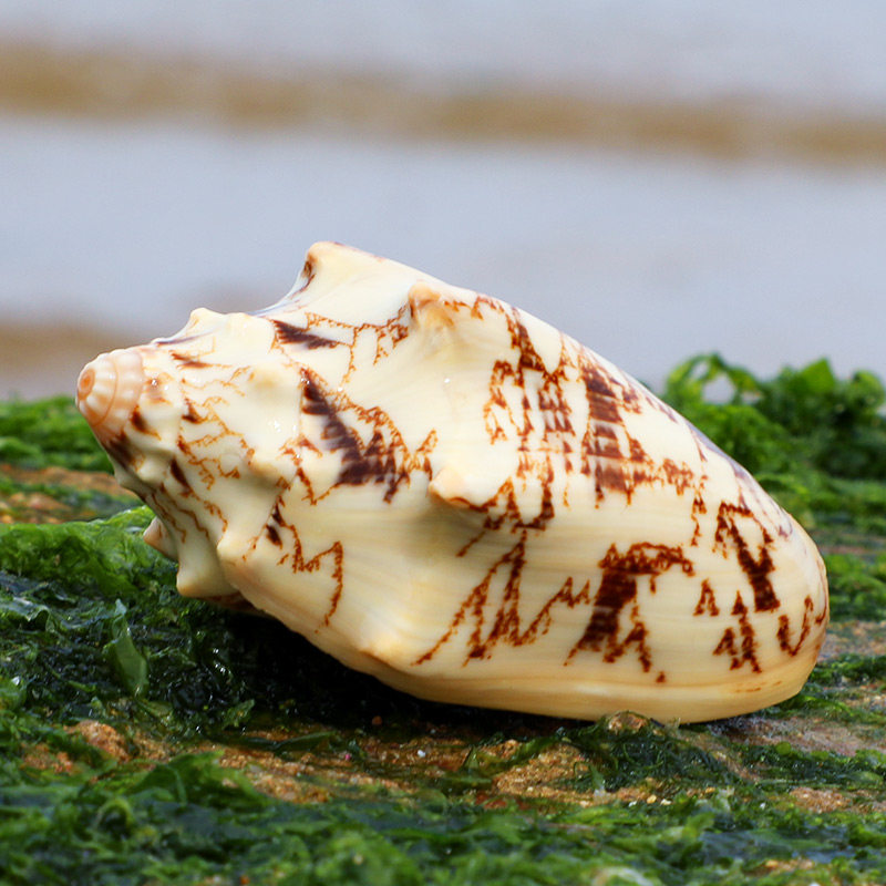 帝王天然海螺贝壳水族箱景观装饰鱼缸海螺