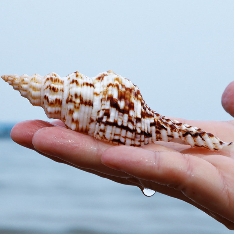 花斑长白旋螺天然海螺贝壳拍摄道具多肉景观海螺